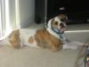 CFB'S DeeDee  of JPK Bulldogs