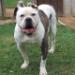 SWK's Angus the Bull