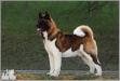 BIS AKC/RUS/SI/MDA/YU/BZ/LT/LV/EST/SLO/MAC/INT'L CH Buckridge's Yukon Gold