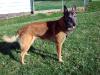 Yorick V. Dewi's Huus <span style="color: darkblue">USPCA PD1 PD2 / CURRENT WORKING POLICE DOG</span>
