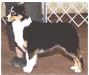HOF  AKC/ASCA CH McMatts Too Good To Be Blue