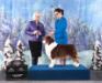 HOF GCH AKC/ASCA/CKC CH Treestarr Rmzcrk's I'm On Fire