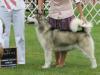 GCH CH Storm Kloud's Kindred Spirit