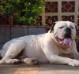 Kaiser Bulky Bulls