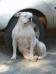 Shakira BR Mountain Bulldog