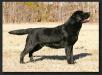 BISS AKC/CAN CH Paradocs Obsidian