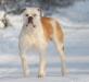 Gangsta's Bulldogs lil Matrix