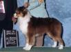 AKC CH Aliyahs Patriot of MILL Creek