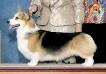 GCH CH Sandfox Medaglia D'Oro