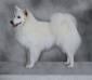 UKC CH 'PR' Whytepine's Sno Angel Crissy