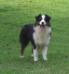  Pine Tree Farms Little Miss Cutter