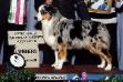 AKC CH Moonstrucks Hard To Be Humble