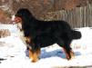 JCH,CH BLR,CHBREED Bingo Diamante Nero