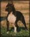  Black Baby Ruffian de Ngorong-Ngorong