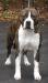 Kiowa Trail Whistling Angie
