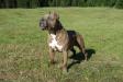 Kiowa Trail Wild Trooper