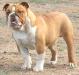  Rio Bravo's Lynard Skynard of Power House Kennels