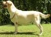<span style="color: darkred">CH</span> SUSY (2nd bis pune spl, 5 Bis Mumbai kennel club)