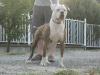 Hutka's Bull Nova of Baggins