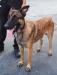 MANALO K9's CHOPE