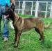 MANALO K9's SABER