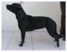 Bacha de la Maison d'Este <span style="color: darkblue">ATAXIA CLEAR</span>