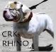  CRK's Boss Hog aka Rhino