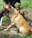 MANALO K9's Wolfie Mahogany Farm