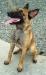 MANALO K9's Wendy Mahogany Farm
