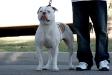 Inland Empire's American Bulldogs Sasha Fierce of Fastlane's