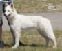Diana´s Lady von den weissen Himmelhunden
