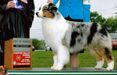 HOF AKC GCHG ASCA/CKC CH Legacy's Power Play