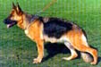 Roxi von der Roten Matter