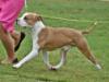 Zaliamstaff Rite On Target (AI)