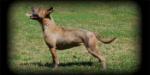 Iron Amstaff G. I. Jane