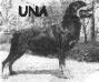  Una - Rottweiler