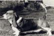 CH (CAN) Verulam Harriet (Can.Imp)