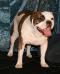 Hope of Timpanogos Bulldogges