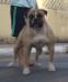 Lioto King Bulldog / Katrina Bulls