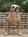 Raica King Bulldog / Katrina Bulls