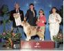 BIS AKC/CSCA CH Rista's Cowboy Cadillac Coda