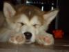 I Love Vlci severu Malamute Sanctuary