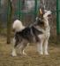 CH. Nanook Spirit Editie Princeps