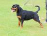 IRA De la Corte Canina