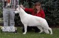 UKC, AWSA, WSCC CH Royal Von Tasz Pi Swirl