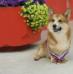 INT-CH, BOB, CACIB Wonder Medaus Lietus (N/B)