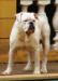 Bulky Bulls Joey Ramone