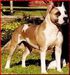 GRCH Navarro's Ca Blue Diamond Taz