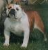 CH (AKC) Cherokee Cybil of Royal Court