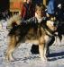 N CH Topkok's Iditarod Gripp